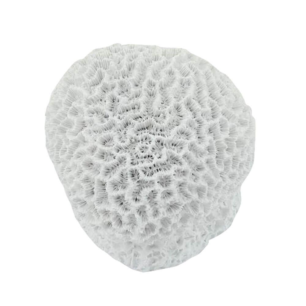 7 Seas Brain Coral Large (11X11X9Cm)  |  Gardening Gardening Gardening