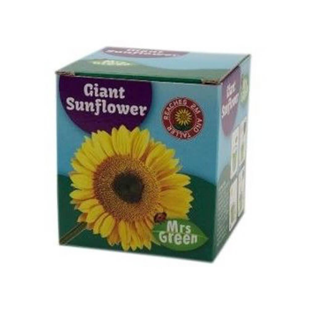 Giant Sunflower Cup  |  Gardening Gardening Gardening