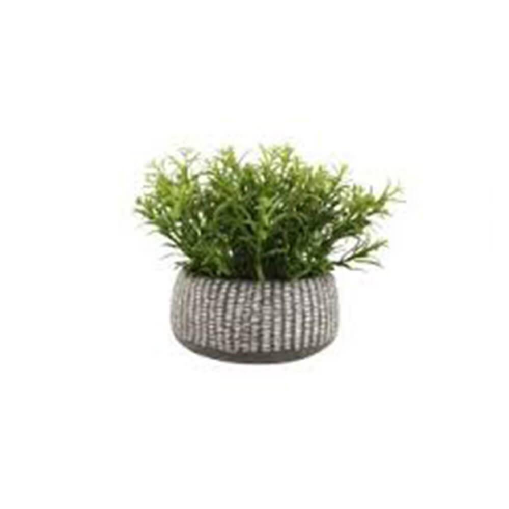 Herb In Cement Pot (21X17X9Cm)  |  Gardening Gardening Gardening