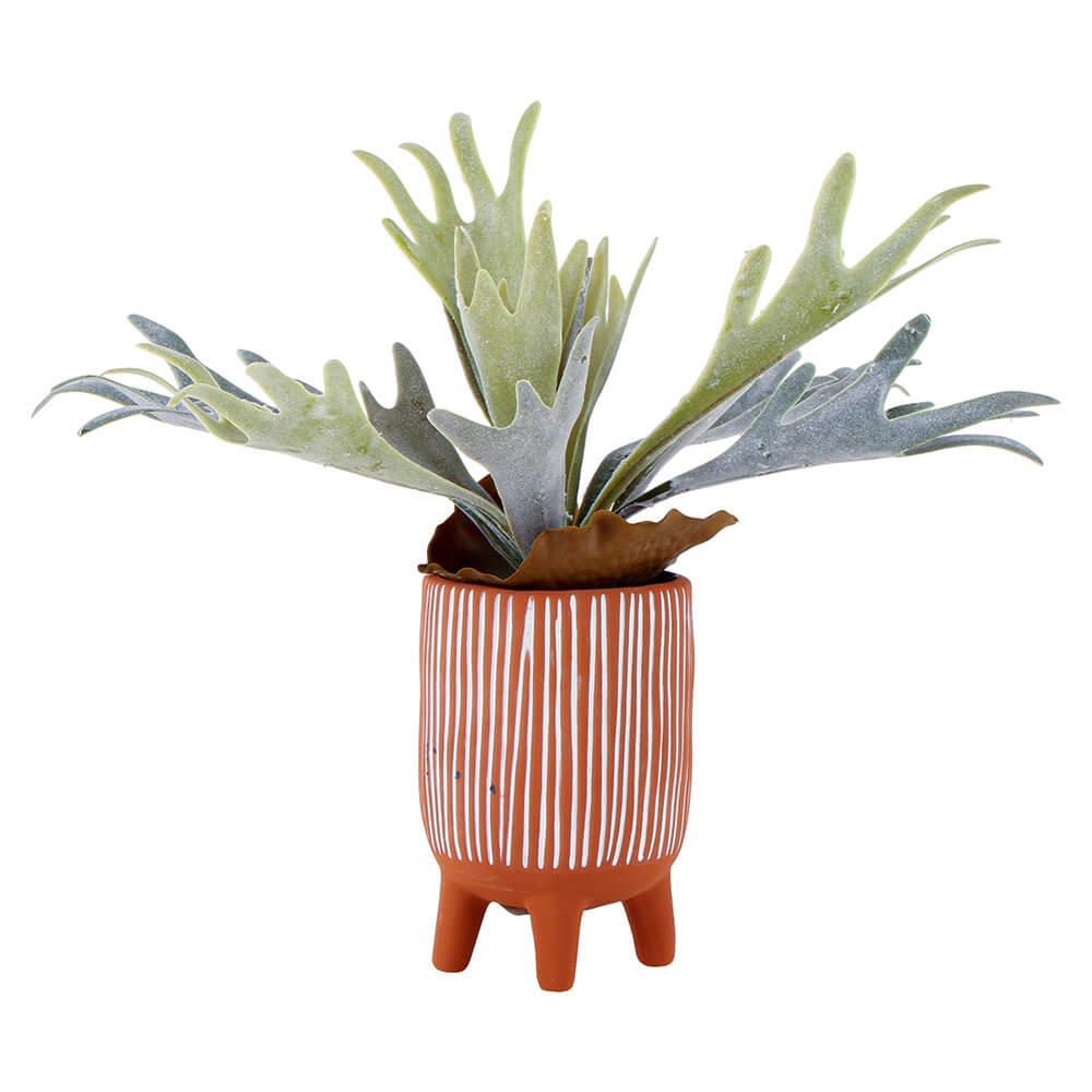 Staghorn In Terracotta Pot With Feet (19X14X14Cm)  |  Gardening Gardening Gardening