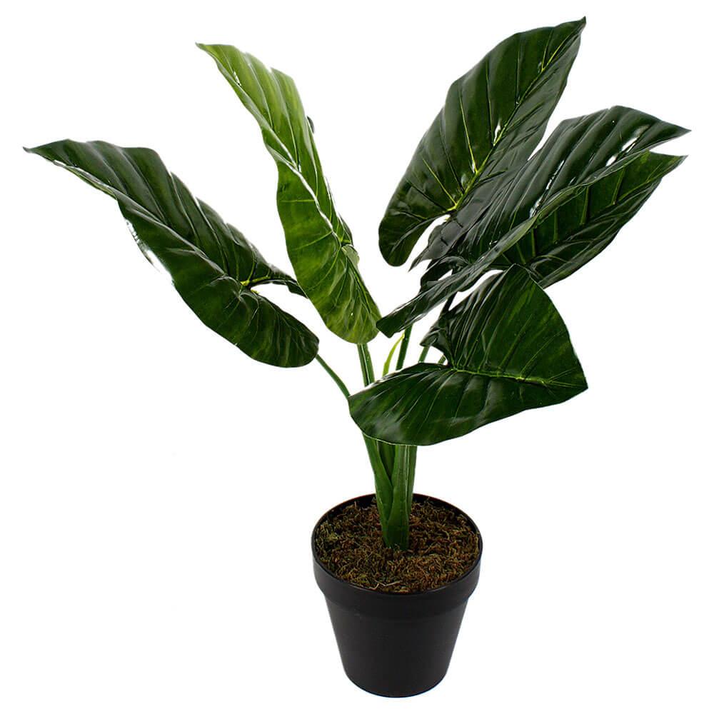 Taro Leaf Plant In Pot Green 60Cm  |  Gardening Gardening Gardening