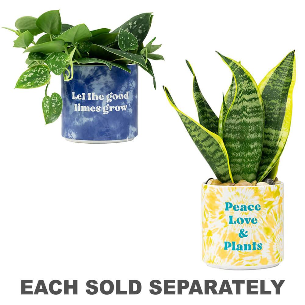 Tie Dye Planter (Medium)  |  Gardening Gardening Gardening